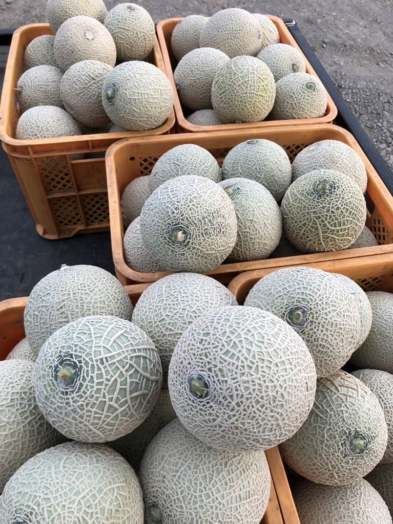 山形産メロン