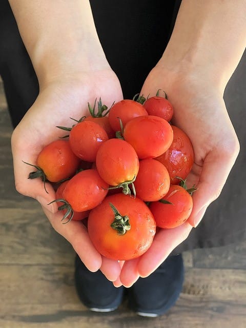 兵庫県産の無農薬トマトのドライフルーツ